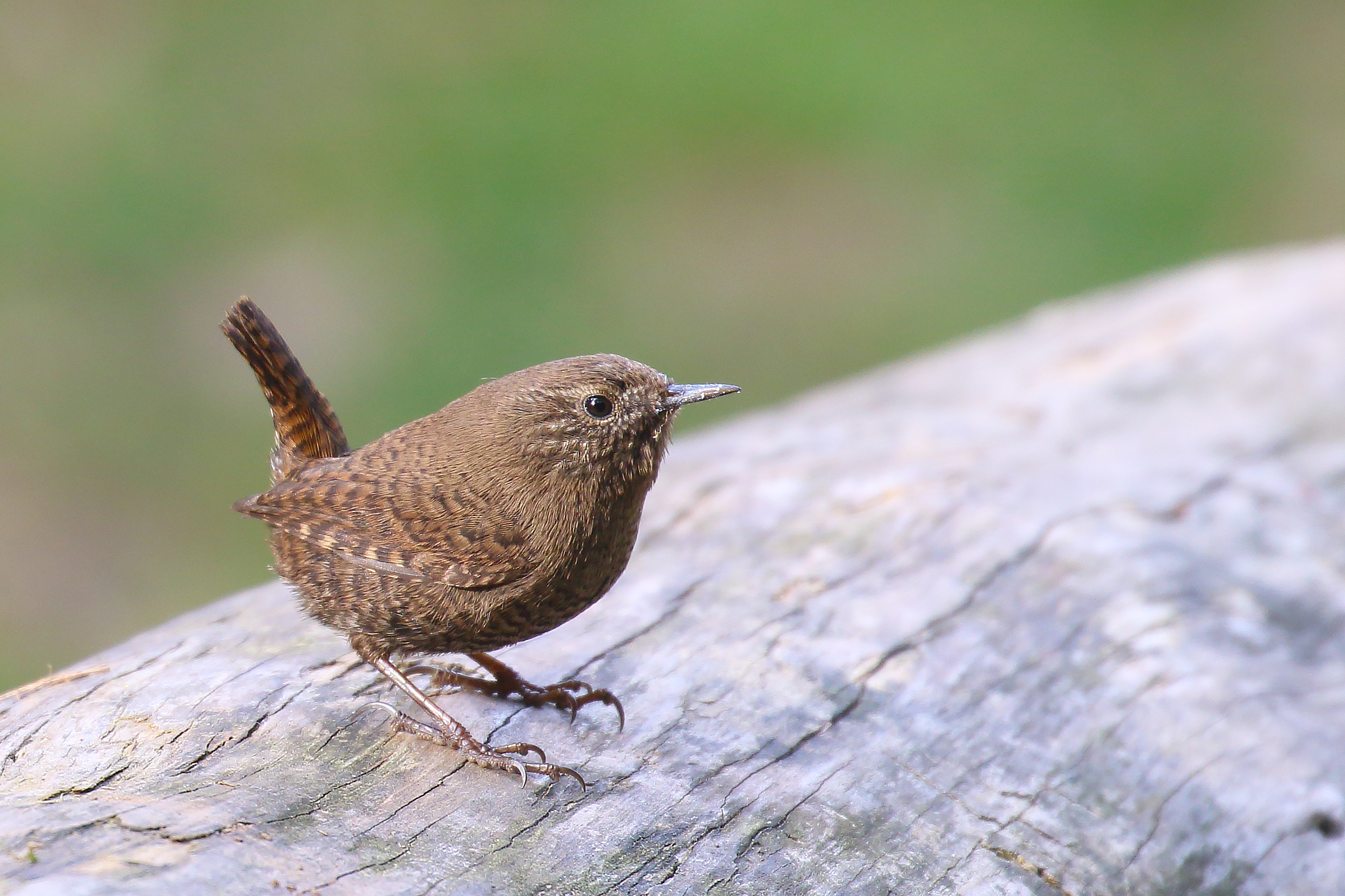 Eurasian Wren